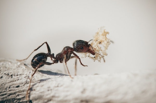 Traitement des fourmis